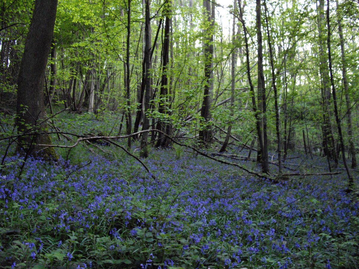 Hyacinthoides non-scripta